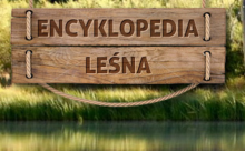 Encyklopedia Leśna