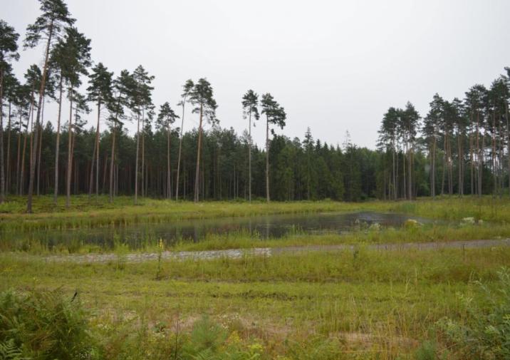 Zbiornik&#x20;retencyjny&#x20;-&#x20;Leśnictwo&#x20;Kalina